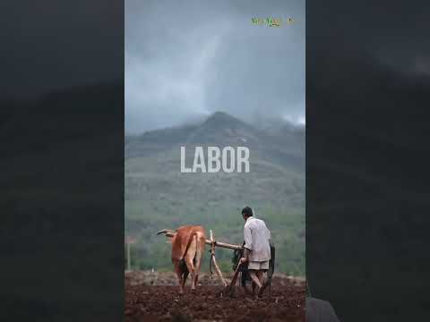 BERNARD CAMPBELL EL Farmers In India Cultivate Rice