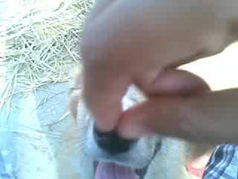 my first dog , tiku 2011 🐶