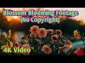 No Copyright Beautiful Blossom Blooming Stock Footage Royalty Free Footage