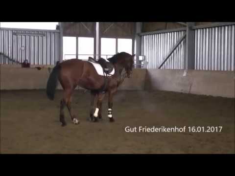 4j. Holsteiner Wallach vom Halbblüter Alant
