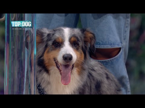 Mochi and Maik conquer the Dog House! 🎉 | Top Dog Germany