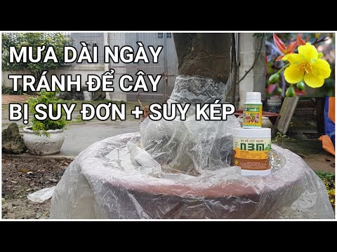 🔴 QBS22104 - CÁCH CỨU CÂY MAI VÀNG BỊ SUY YẾU || TẠI SAO CÂY MAI VÀNG BỊ SUY YẾU SAU KHI CHƠI TẾT