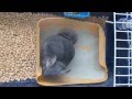 My chinchilla bathing/ Моя Шиншилла КУПАЕТСЯ! 