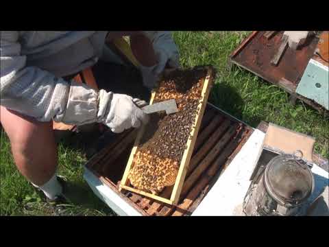 Laying Workers - That Bee Man