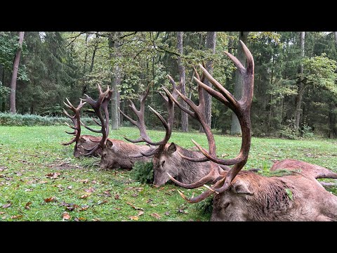 Goldmedaillen Hirsche auf der Strecke