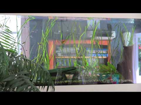 SOLD - 4A Wapiti Avenue, Epsom - Diana West and Peter West