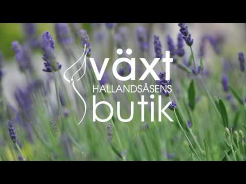 Växdagboken - Del 2 - Klippa lavendel