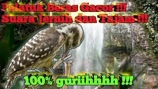 Download lagu Masteran Burung Pelatuk Beras GACOR Masteran Suara... mp3