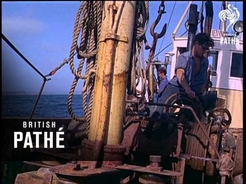 Out Takes / Cuts From Cp 642 - Reel 2 Of 2 - Brixham Fishing (1967)
