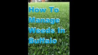 How To Spray Weeds In Buffalo Lawn [Lawn Spraying Service] [Lawn Treatment] [Buffalo Lawn Care]
