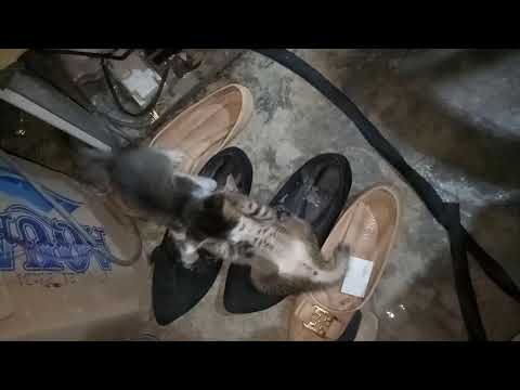 battle of the kitten(2)