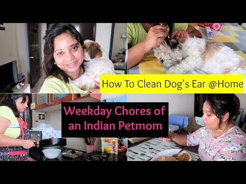 My Daily Chores | What Made Me Irritated | How To Clean Dog Ears At Home