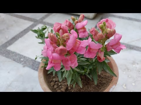 Dog flower plant care- how to grow & care dog flower in pots...