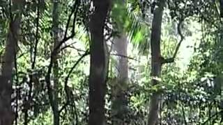 Download the video "A Python climbing a tree at Mt Glorious, QLD"