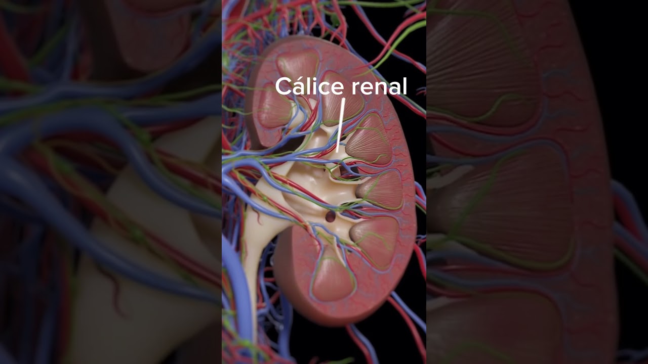 Quais são as partes do Rim? #anatomiadocorpo #shortshorts #shorts #short #enem #shortvideo #biologia