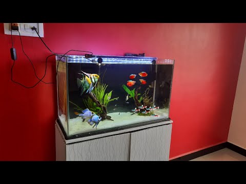 Angel fish and Ram Cichids Tank Setup | Aquascape 2.5 feet Planted Aquarium |