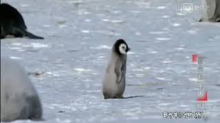 [問卦] 拍攝者不救?