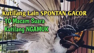Download lagu Suara Burung Kutilang Gacor NGGARUDA TARUNG seperti ini sangat Cepat memancing Kutilang LAIN Gacor, mp3