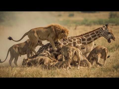 Lion Hunt - The Fall of a Giant Giraffe | Extreme Wildlife Documentary