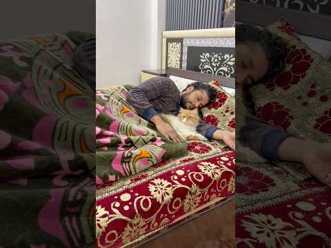 Billu ka khatt🙁🙁🥺 #catvideo #sajidcat #billucat #funny #cat #catshorts #catcomedy #petlover