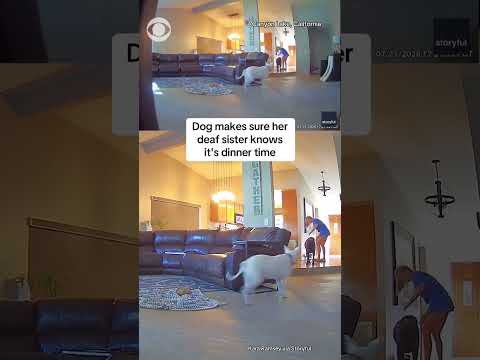 Dog lets her deaf sister know it’s dinner time #shorts