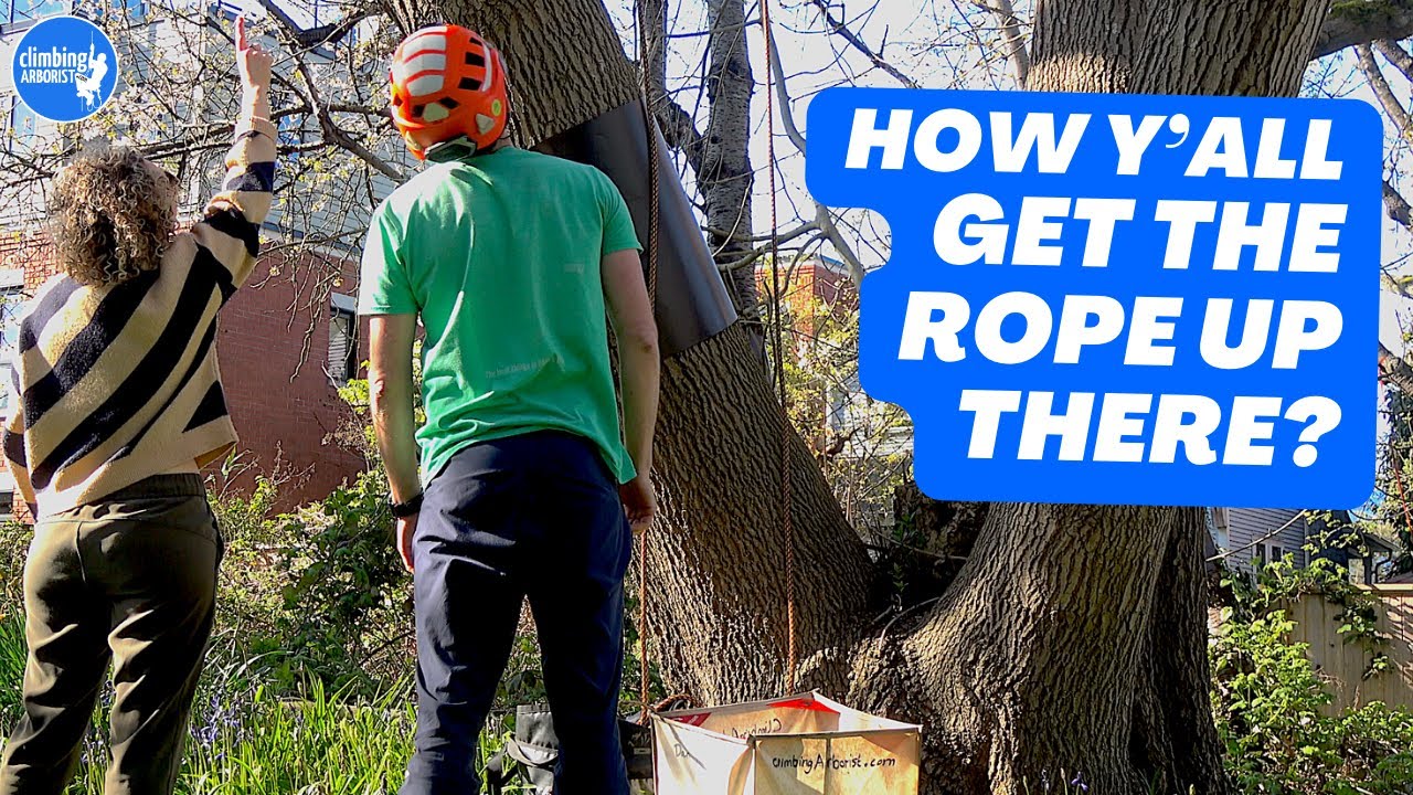 How to get a ROPE high in a TREE,  pro arborist explains that common question
