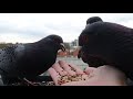 Pigeons Eating Seeds In Slow Motion Close Up