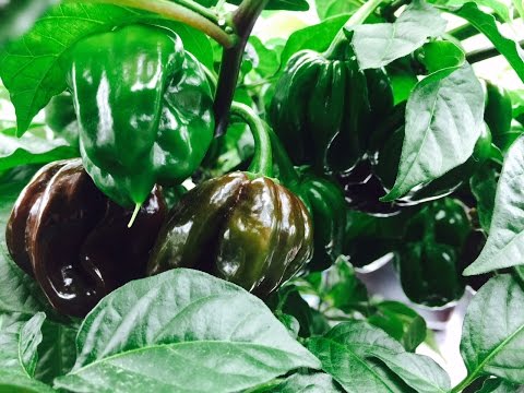 2015 Super Hot Peppers Growing Season - Ep. 14: Plants are Fruiting Video