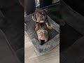 Father and son #dogsofshorts #bulldog #englishbulldog