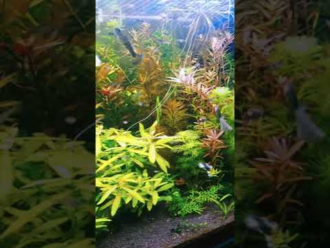 Запуск аквариума на грунте Проппант, ISTA Premium soil, Tropica Aquarium Soil