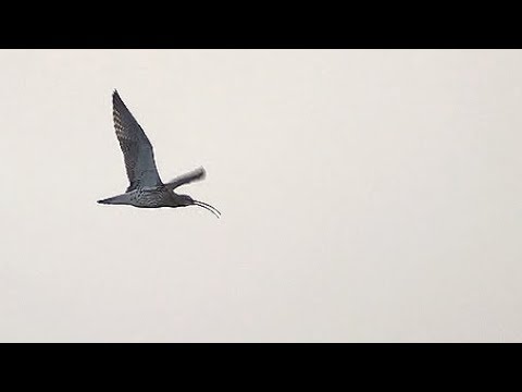 Grosser Brachvogel, Wauwilermoos, 19.03.19