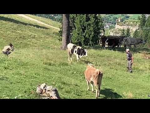 Romania_tentativo_fotografia_mucca_pezzata_IMG 0451