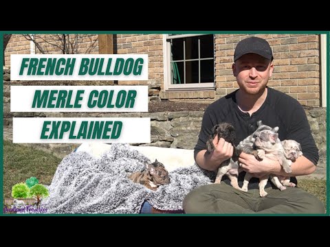 Different Kind of Merle Colors: French Bulldog and Frenchton Puppies