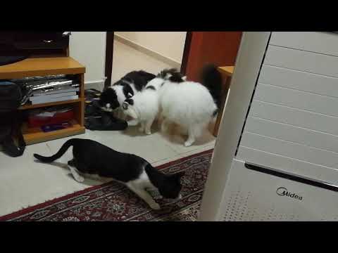 My 4 cats curious of new air cooler 12.11.2018