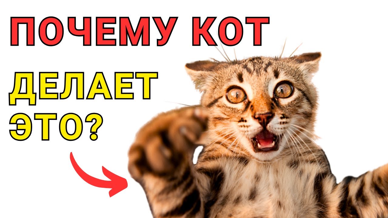 Почему КОТ БЕГАЕТ как СУМАСШЕДШИЙ? Вы будете удивлены
