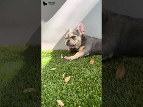 Video 2