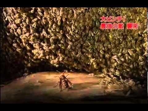 ミツバチは肥料でスズメバチと戦う