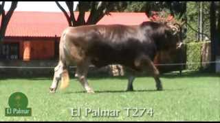 preview picture of video 'El Palmar T274'