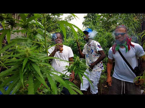 OG Dan x Bal Bo 5 Star Highly - High Grade Weed (Offical Music Video)