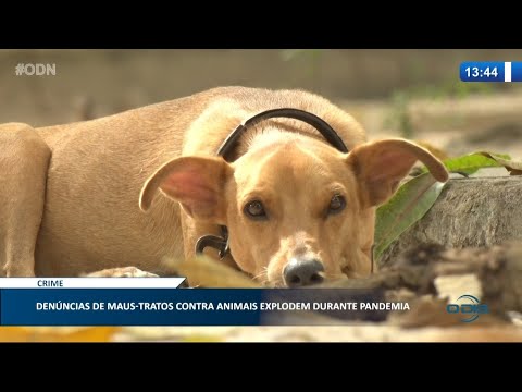 Denúncias de maus-tratos contra animais aumentam durante a pandemia 29 01 2021