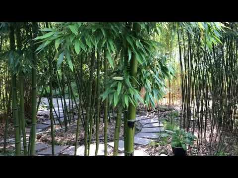 Phyllostachys praecox Bambus