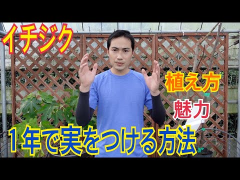 イチジクの気根は、切られると外観を刺激します