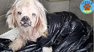Rescue an Abandoned Little Dog Wrapped In A Garbage Bag And Happy Ending