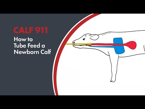 How to tube feed newborn calves (esophageal feeding)
