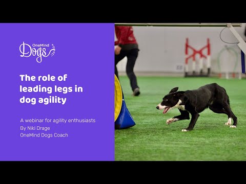 FREE webinar: The role of leading legs in dog agility