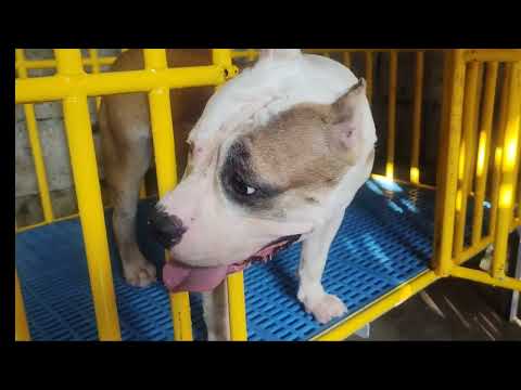 American bully Pasilip sa New  Stud ni masha🤙