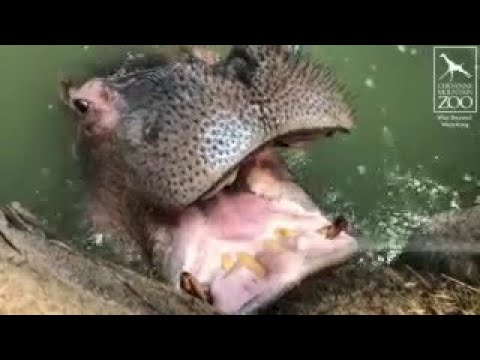 Hippos Enjoy Jet Spray Mouth Cleaning Massages At Cheyenne Mountain Zoo