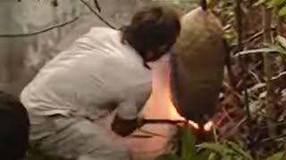 Smoking Out a Wasp Nest for larvae - Ray Mears Extreme Survival - BBC