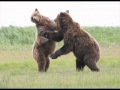 The 2 Bears - Follow the Bear (original mix) 