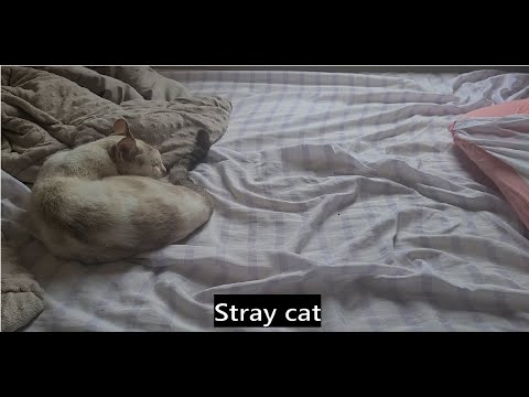 Eduardo Schuler - Stray Cat (Clipe Oficial)
